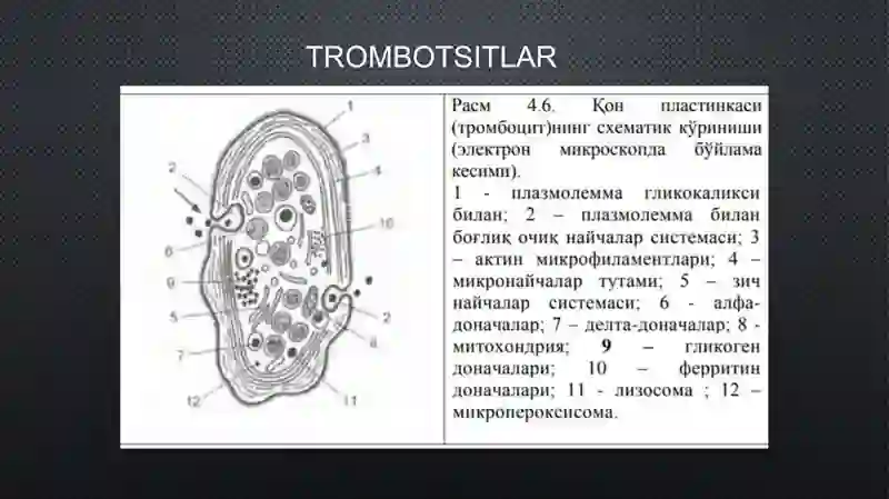 Trombotsitlar, Fibrinoliz 3