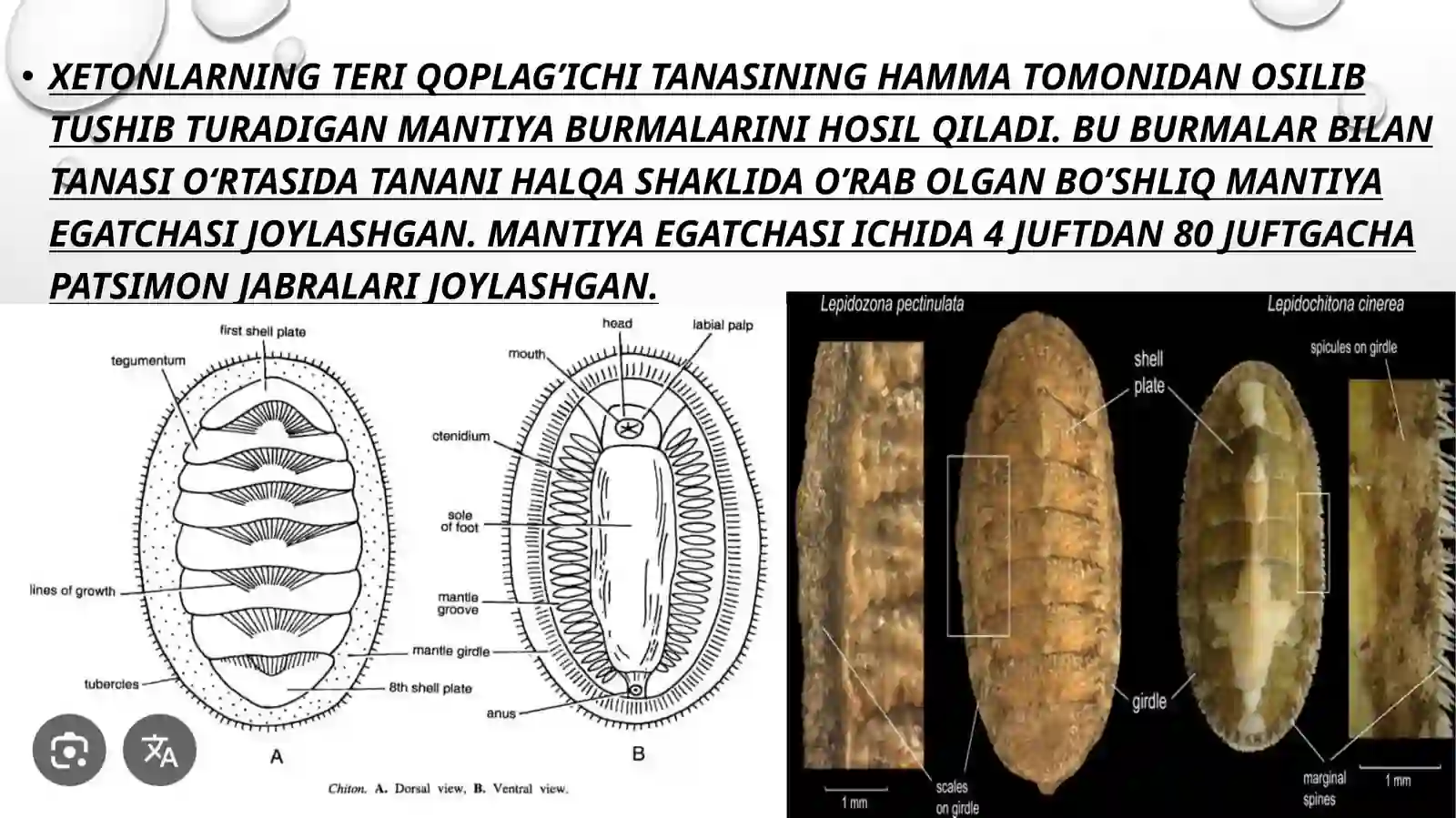 xetonlar (POLYPLACOPHORA) SINFI 3