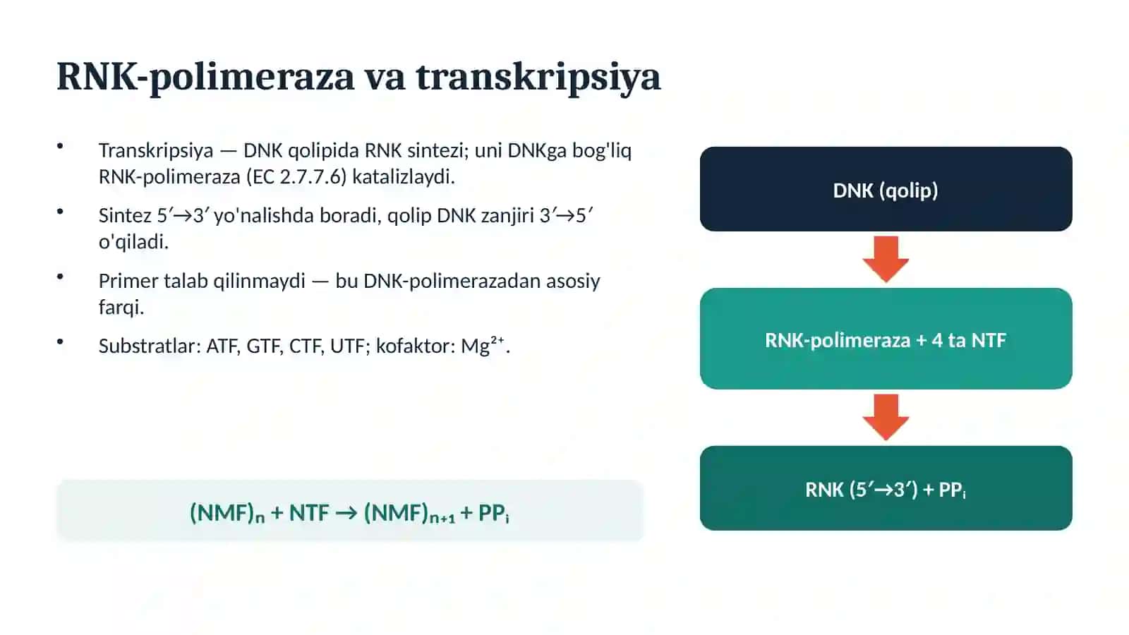 RNK_polimeraza_taqdimot 3