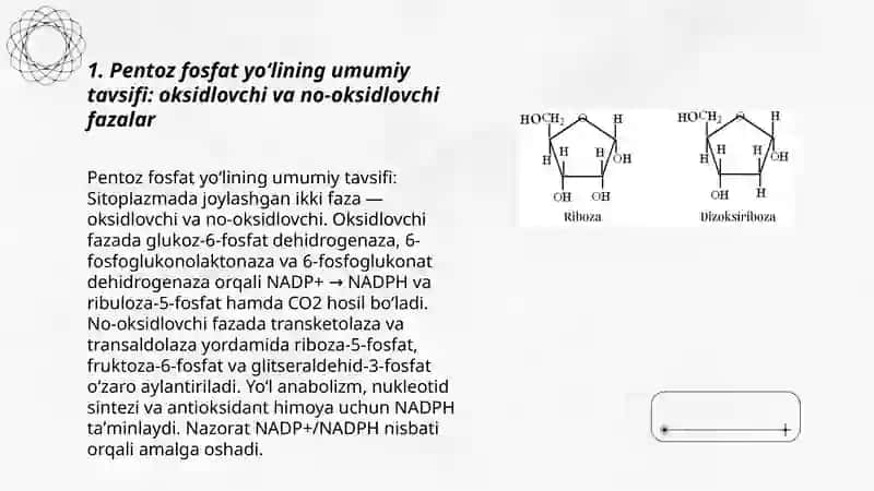 Uglevodlarni petoza fosfat yoʻli bilan oksidlanishi 3