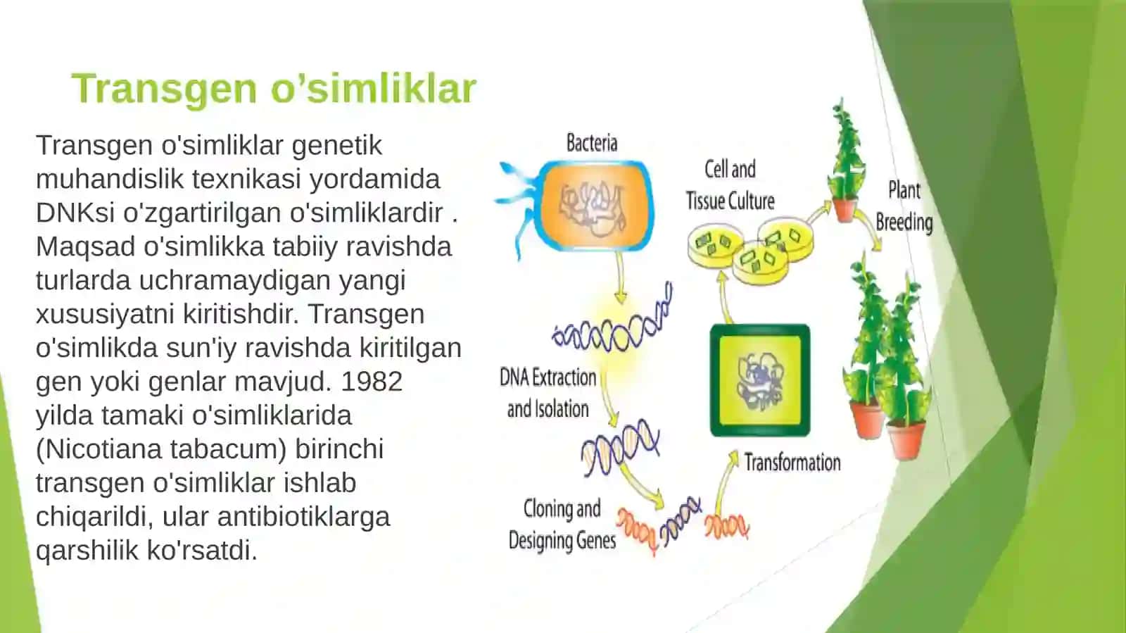 Trangen O'simliklar 3