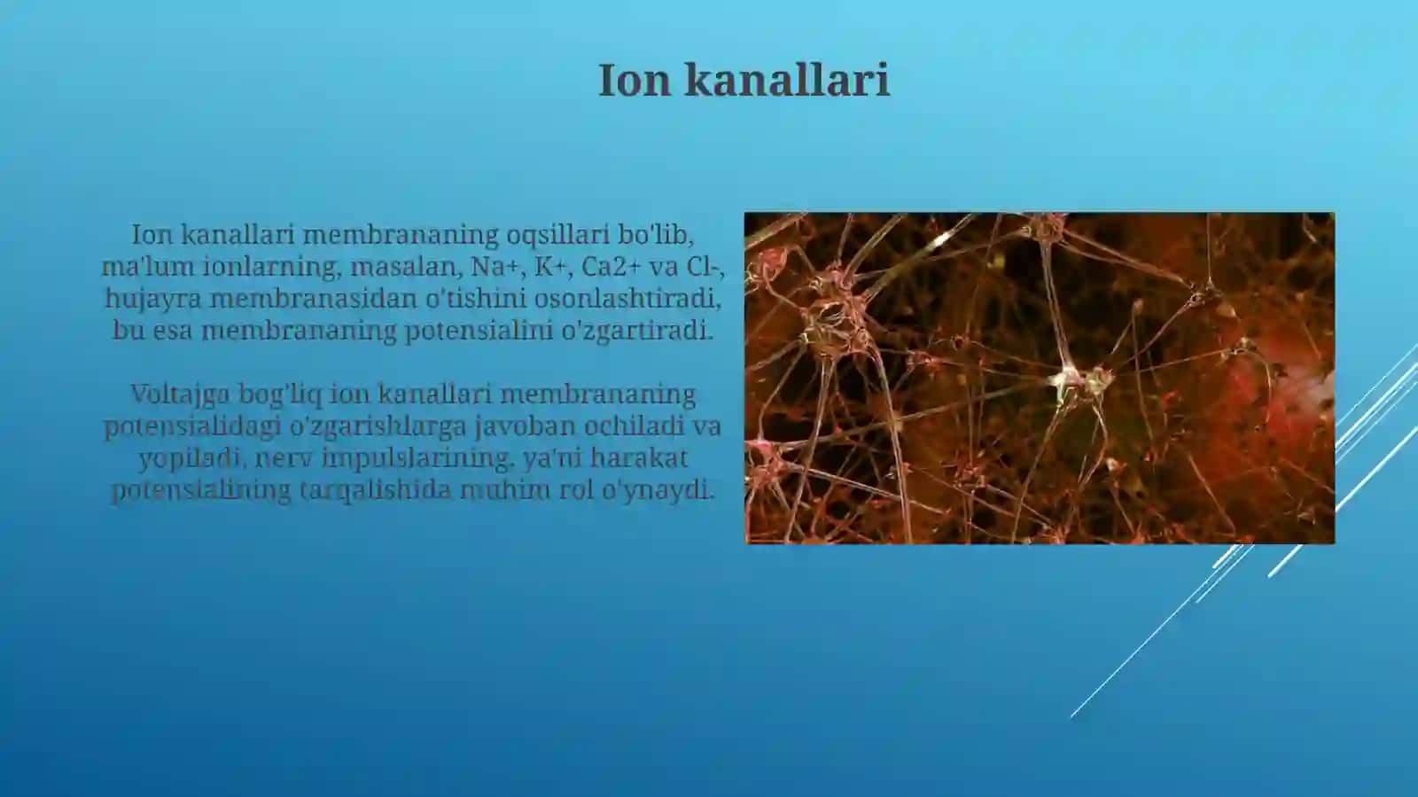 Nerv tolalari va sinapslar fiziologiyasi 3