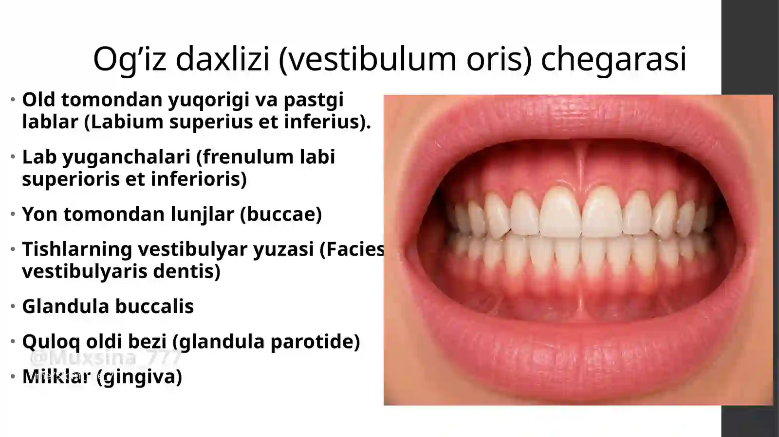 Ogʻiz boʻshligʻi: Ogʻiz dahlizi va xususiy ogʻiz boʻshligʻi 3
