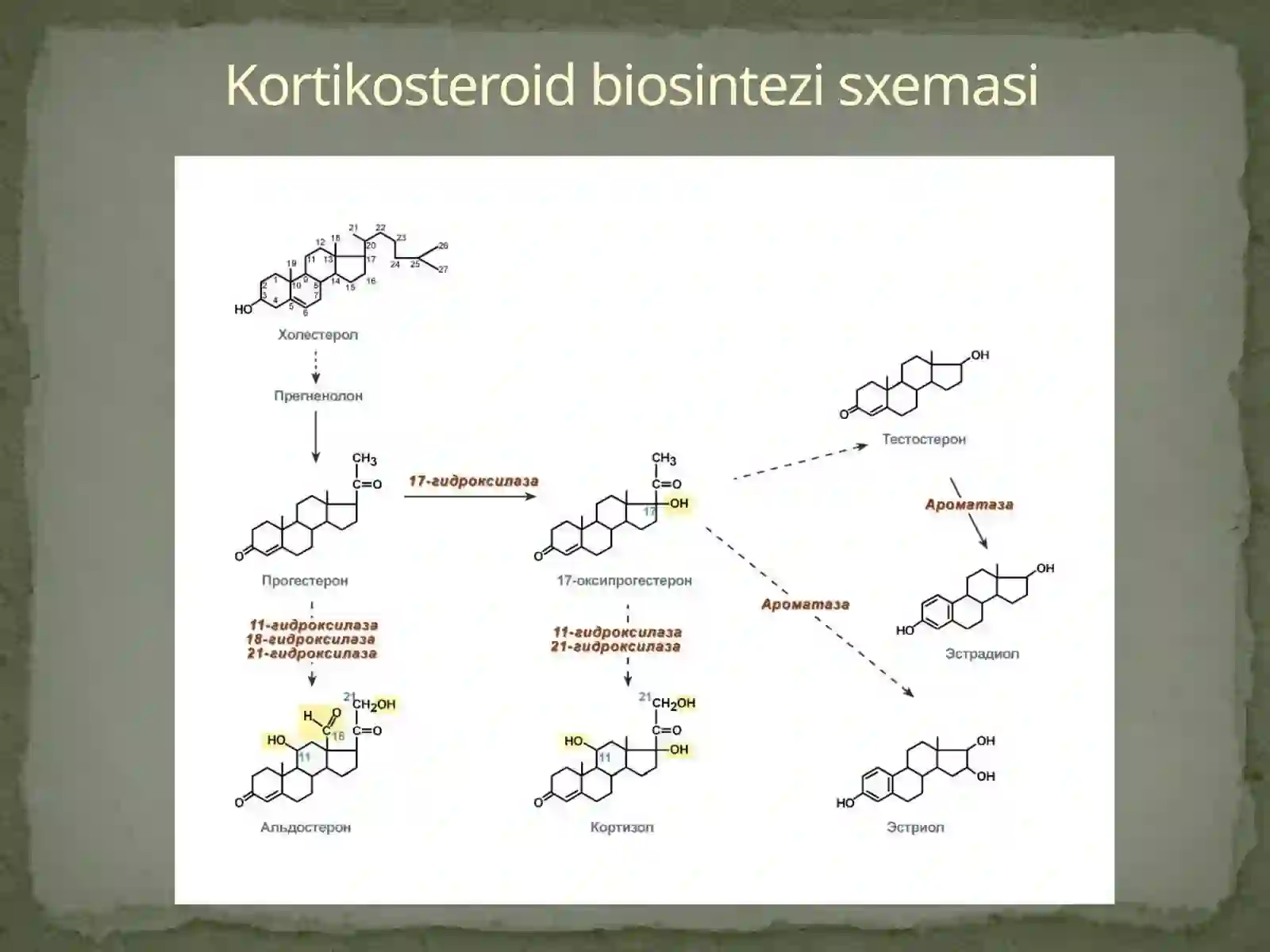 Buyrak usti bezlari 3