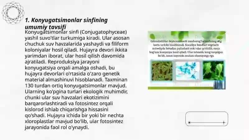 Konyugatsimonlar yoki matashuvchilar sinfining xarakteri belgilari, klassifikatsiyasi.Zigmentlar tartibi vakillari 3