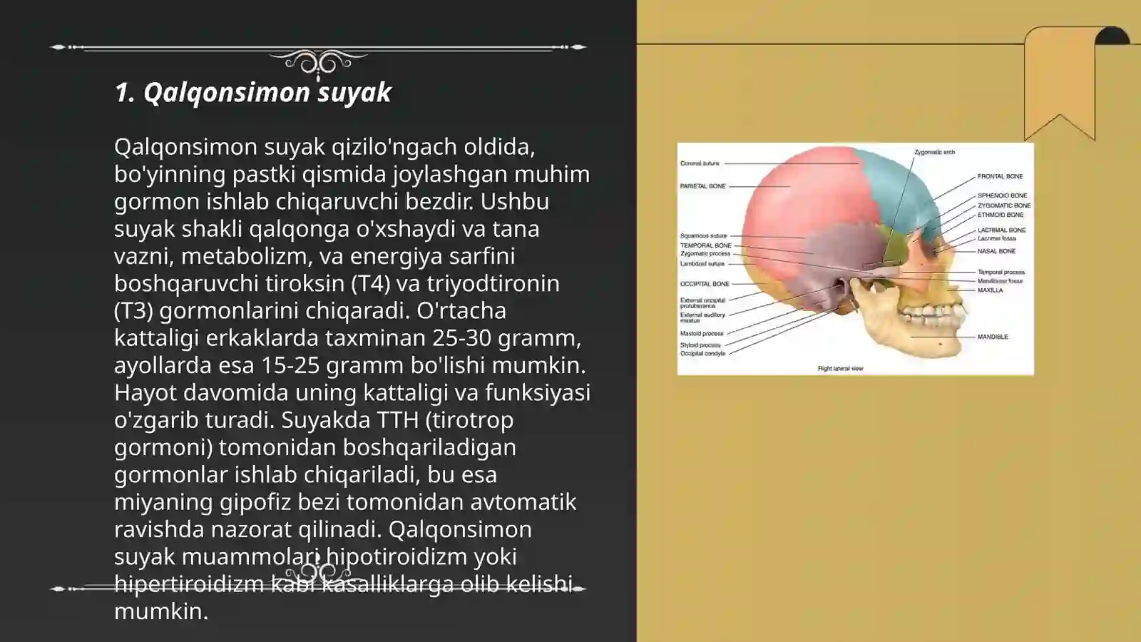Bosh skeleti. Kallaning miya boʻlimi suyaklari 3