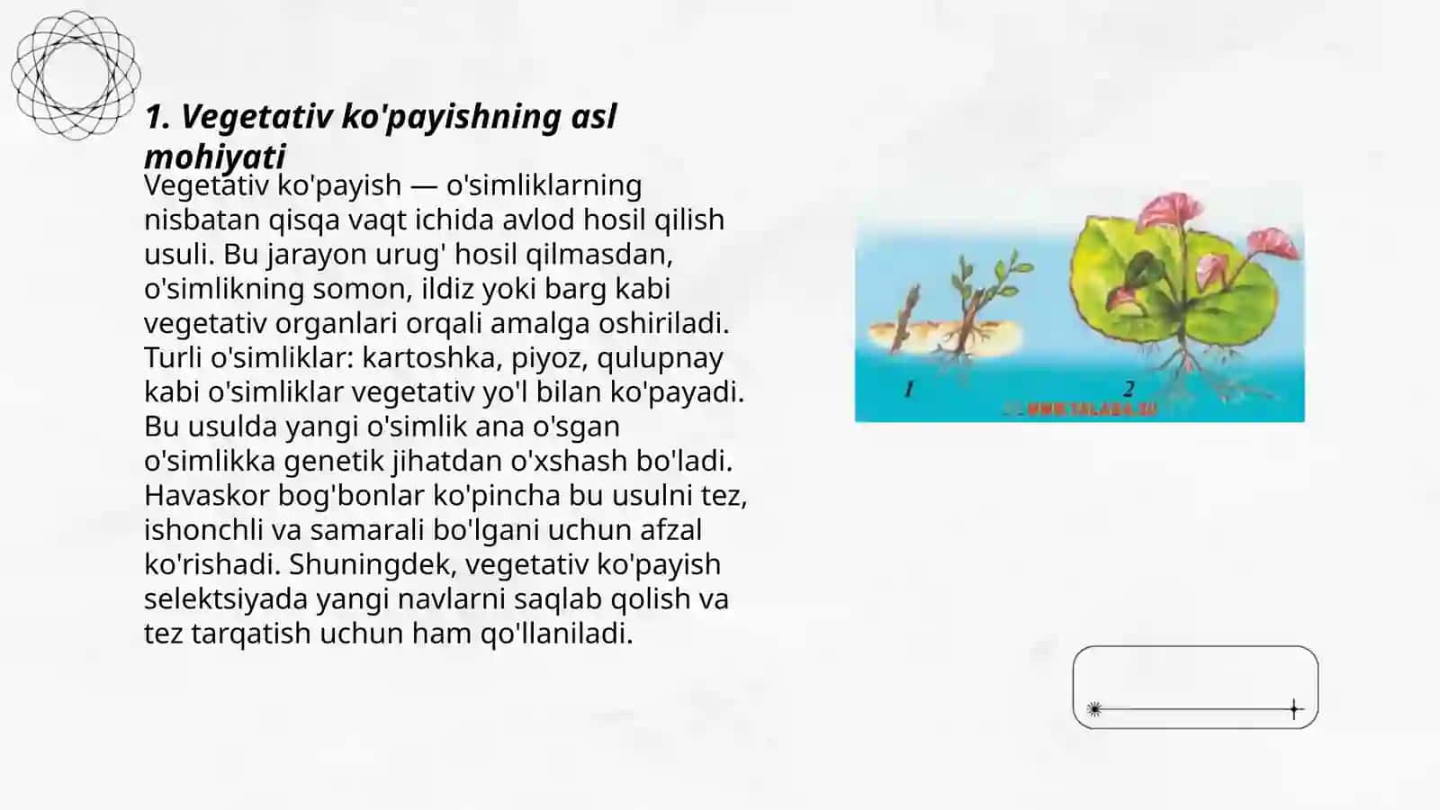 OSIMLIKLARNING REGETATIV KOPAYISHINI ORGANISH by MUHAMMADAMINOVA SAMIRA 3