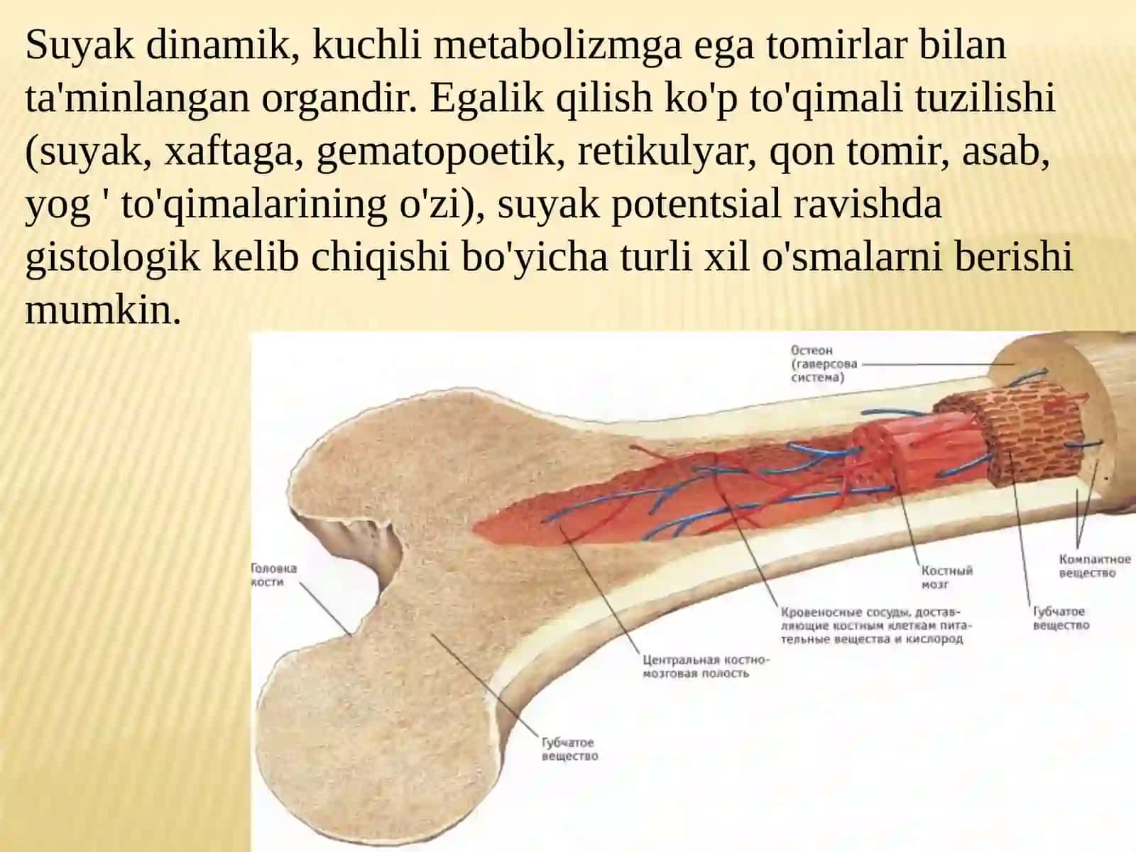 Harakat tayanch tizizmida og'riq sindromi , harakat tayanch tizimida o'sma kasalliklari 3