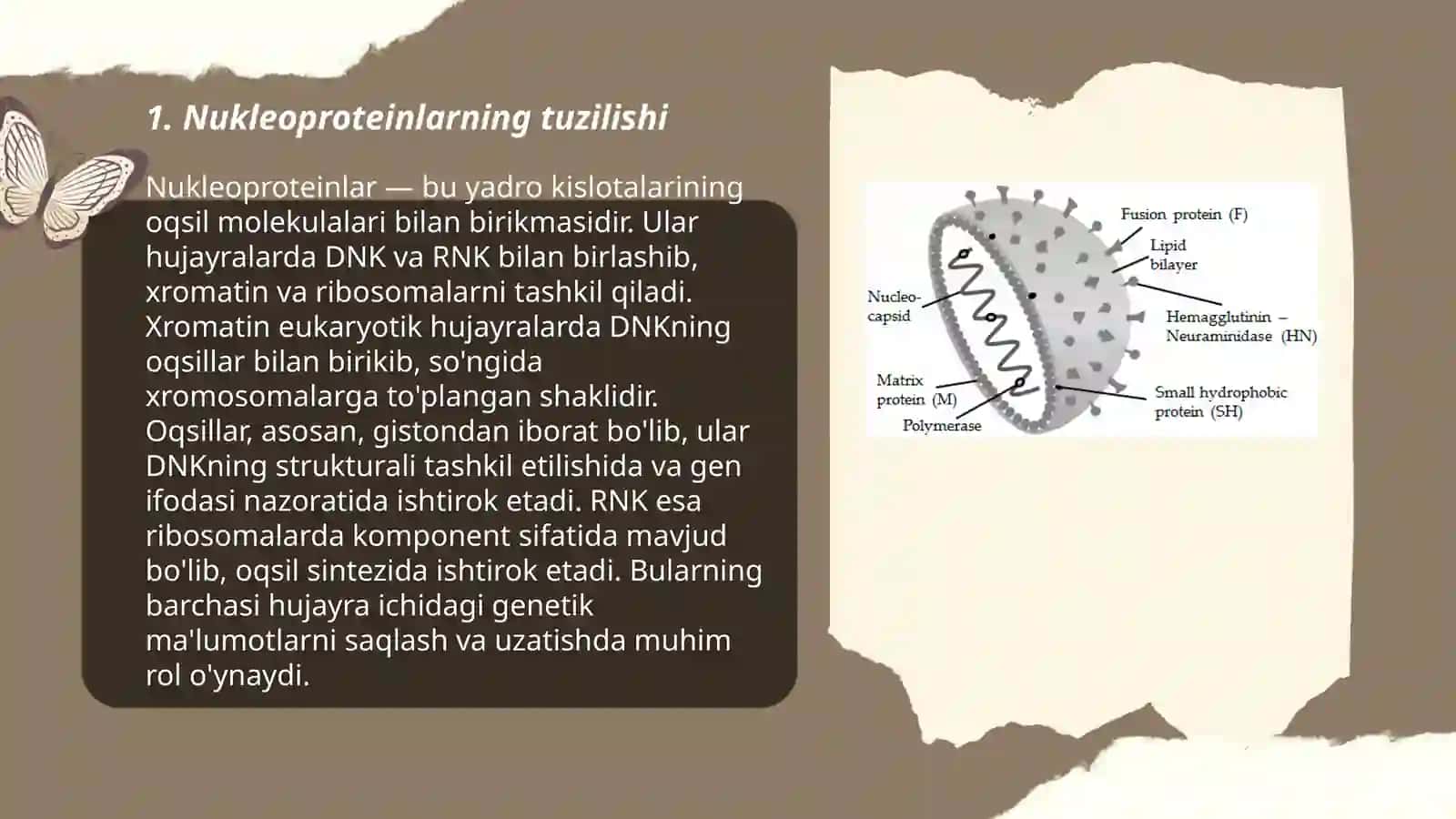 Nukleoproteinlar 3