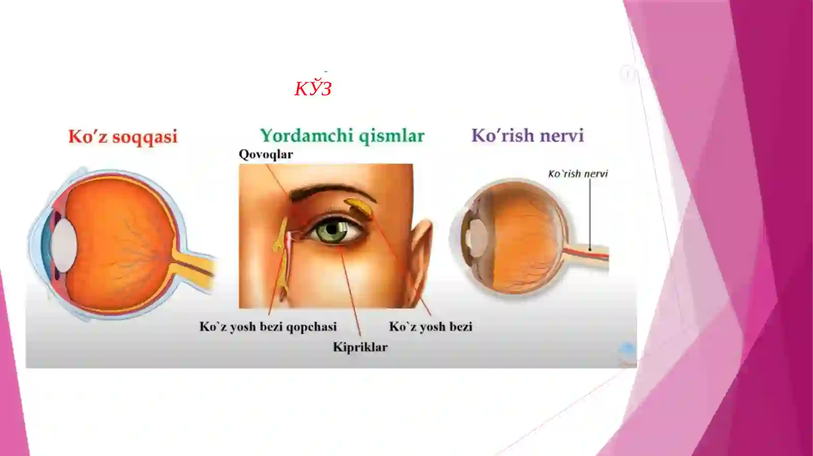 Кўруванализатори 3