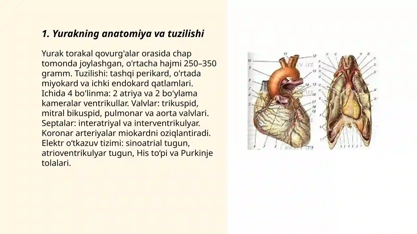Yurak haqida 3