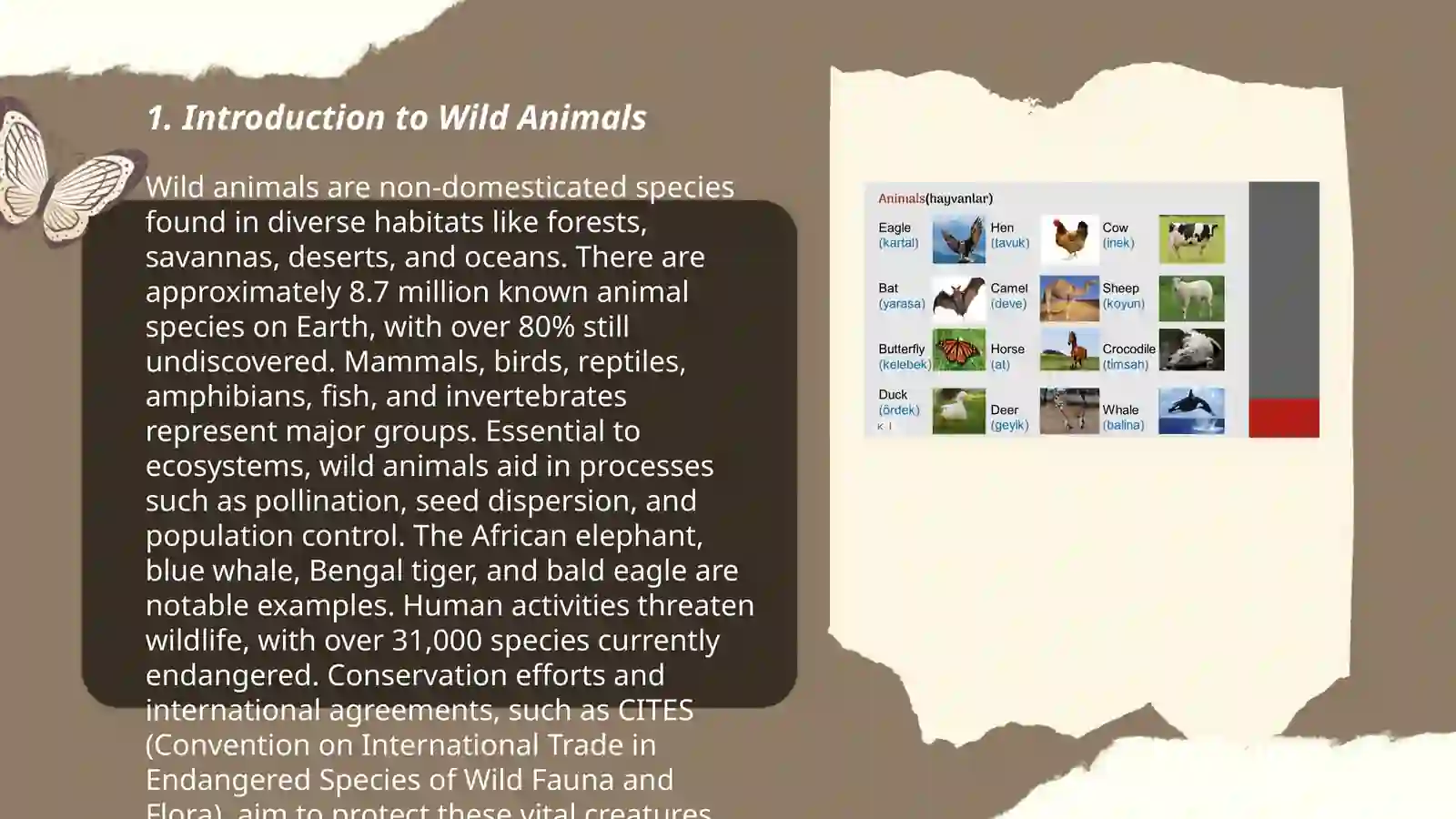 Wild animals 3