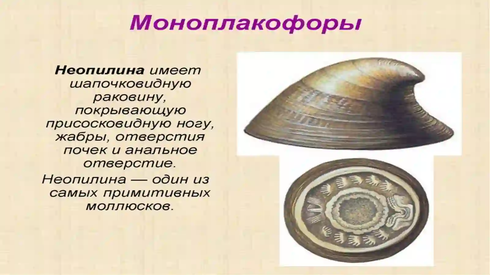 CHIG‘ANOQLILAR (CONCHIFERA) KENJA TIPI 3