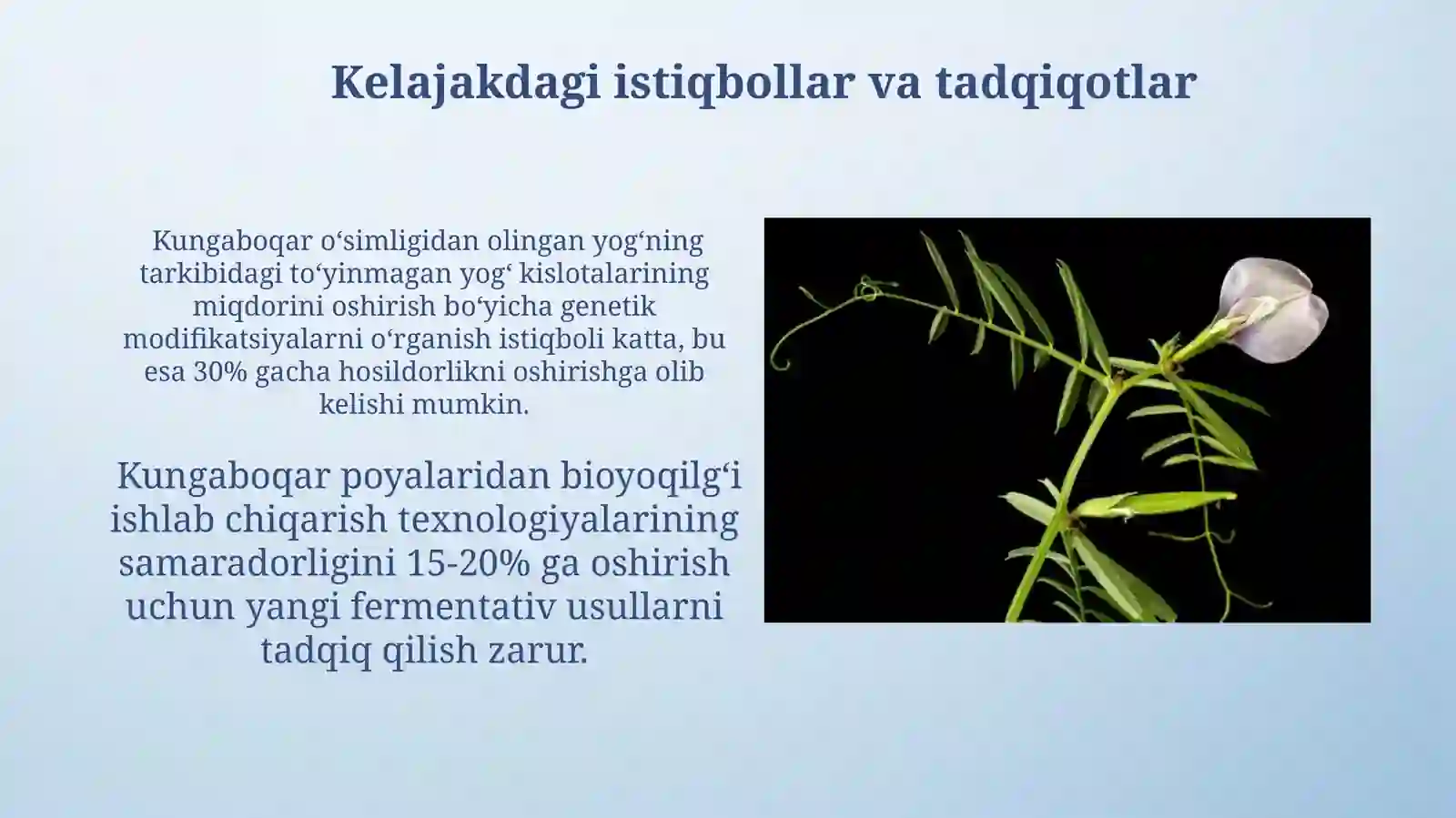 Kungaboqar oʻsimligi 3