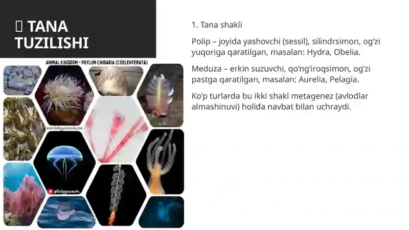 Bo’shliqichlilar tipi 3
