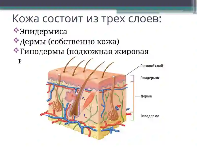 Строение кожи 3