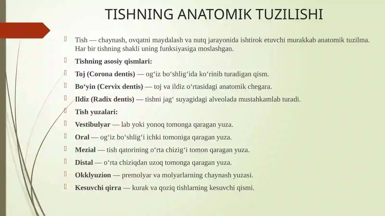 Yuqorivapastkijag‘tishlarining anatomik shaklini minimumdan modellashtirish 3