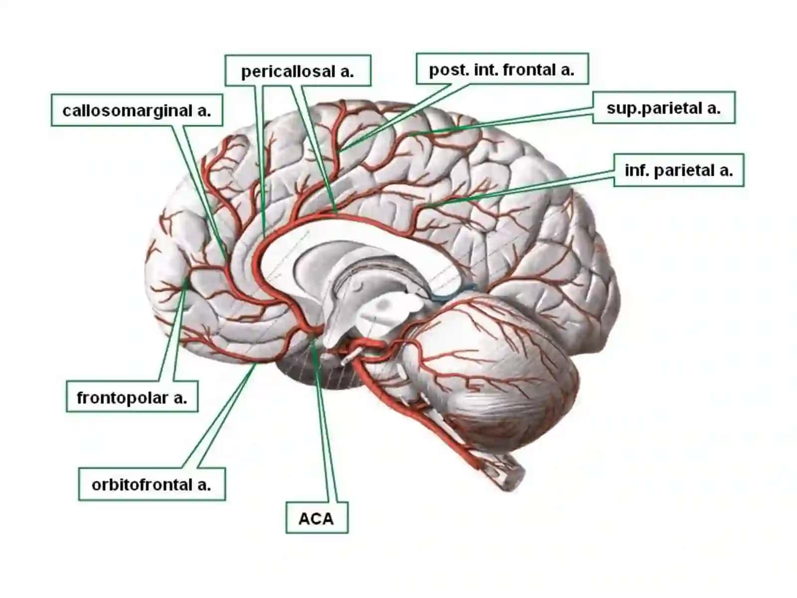 klinik anatomiya xirurgik ishlov 3