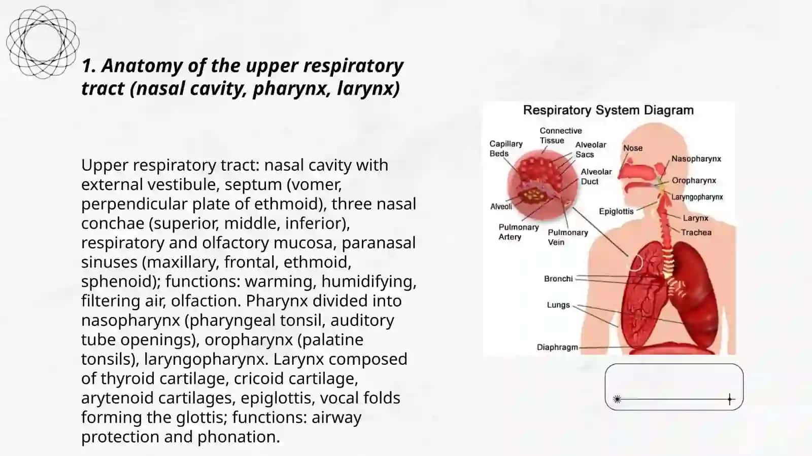 Respiratoriy tizim 3