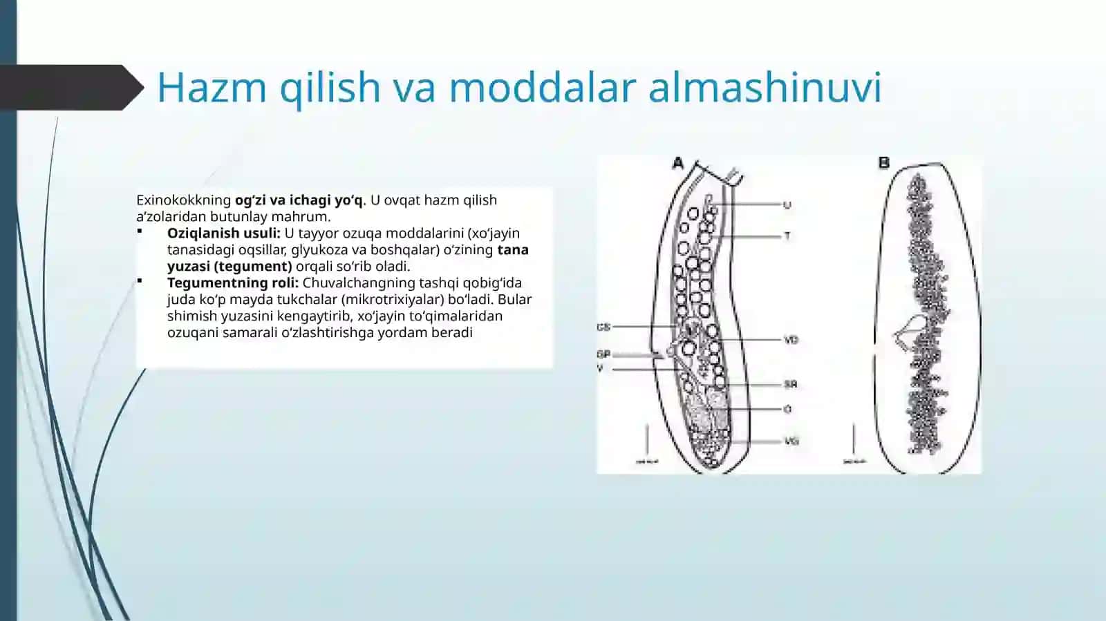 Exinokokkning tuzilishi, rivojlanish sikli, yuqish yo'llari, diagnostikasi va profilaktikasi 3