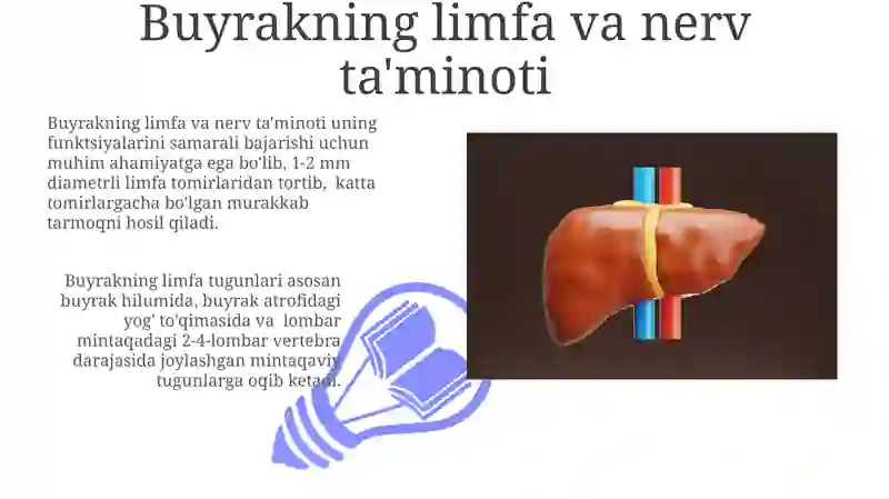 Buyrak va uning tuzilishi 3
