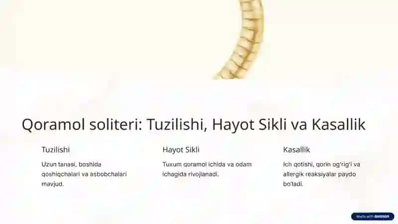Cho'chqa soliteri 3