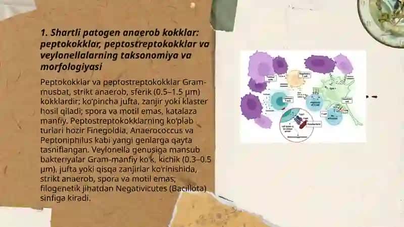 Shartli patogen anaerob kokklar (peptokokklar, peptostreptokokklar, veylonellalar) 3