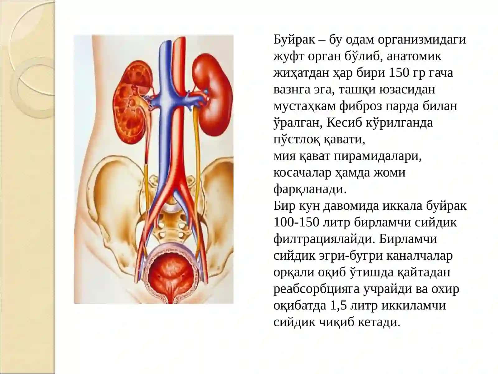 БУЙРАК КАСАЛЛИКЛАРИ, УЛАРНИНГ ПАТОФИЗИОЛОГИЯСИВА ФАРМАКОТЕРАПИЯ АСОСЛАРИ 3