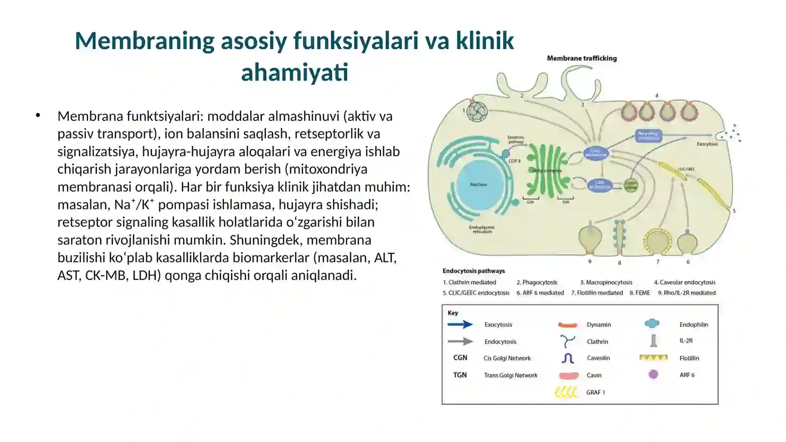 Hujayra membranasi 3