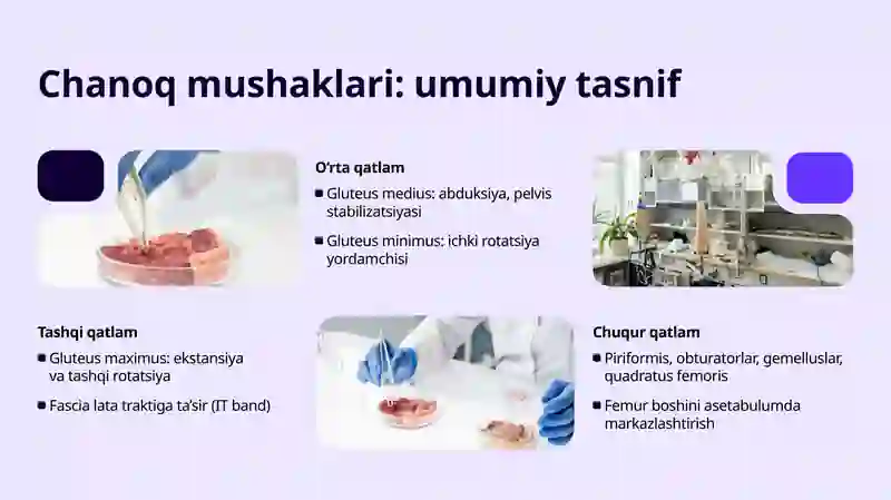 Chanoq va son mushaklari. Boldir va oyoq panjasi mushaklari. Oyoqning sinovial qinlari va ularning yoshga doir xususiyatlari 3