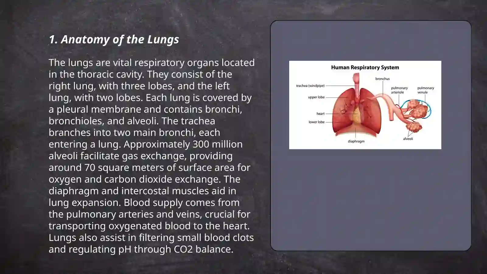 Lungs and a pulmanry system 3