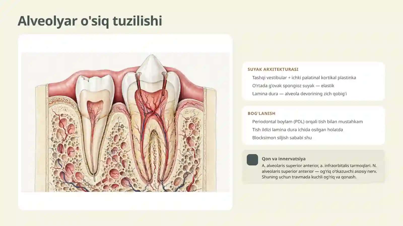 Yuqori jag’ 2-3tishlar sohasida alveolyar o’sig’ining sinishi 3