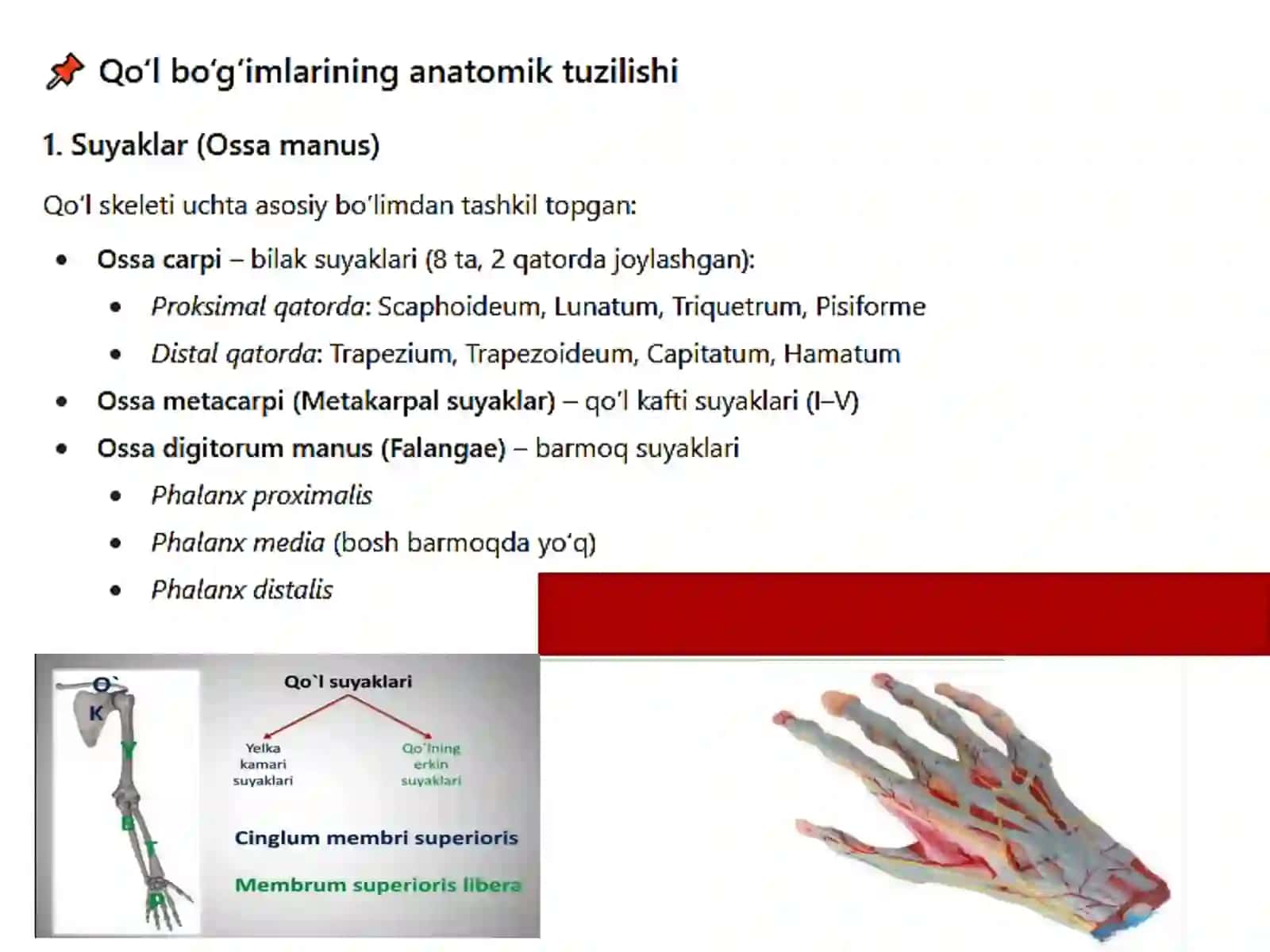 Operativ xirurgiya va topografik fanidan Qo‘l va oyoq bo‘g‘imlari klinika anatomiyasi va ulardan bajariladigan zamonaviy opertsiyalar 3