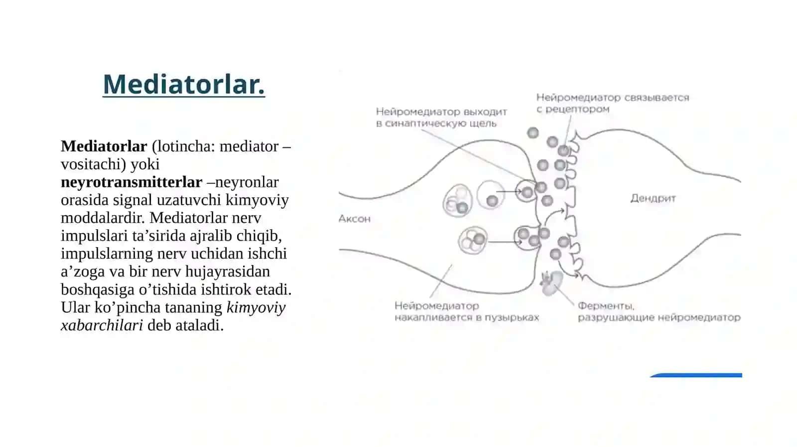 Neyromediatorlar biosintezi, ahamiyati va kasalliklari. 3