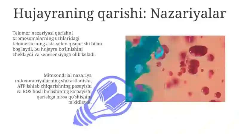 Hujayraning qarishi: Nazariyalar 3