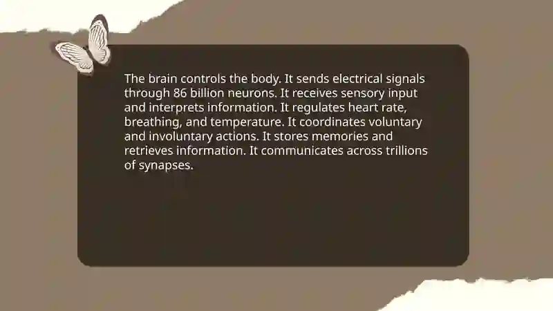 Human brain. Present Simple Tense 3