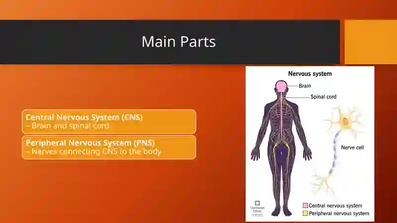 Nervous System 3