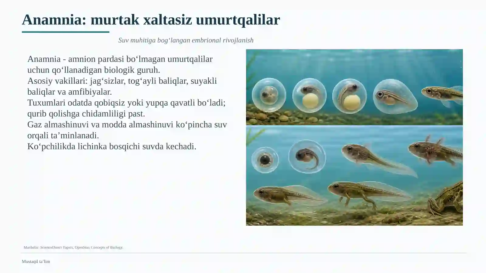 Umurtqalilarda embrional rivojlanish mezoni 3