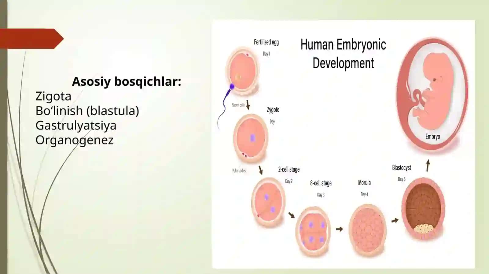 Embriogenez 3