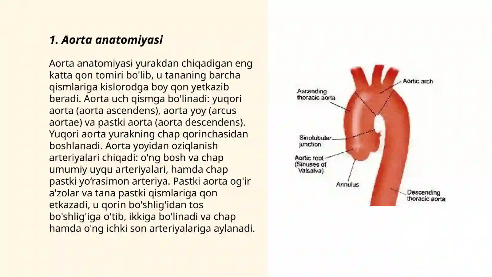 Aorta Anatomiyasi 3