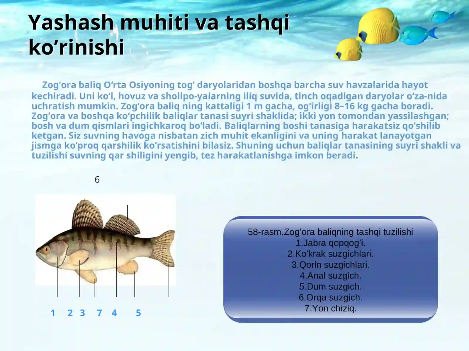 BALIQLAR 3