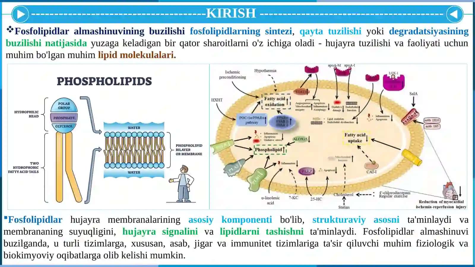 FOSFOLIPIDLAR ALMASHINUVIBUZILISHI 3