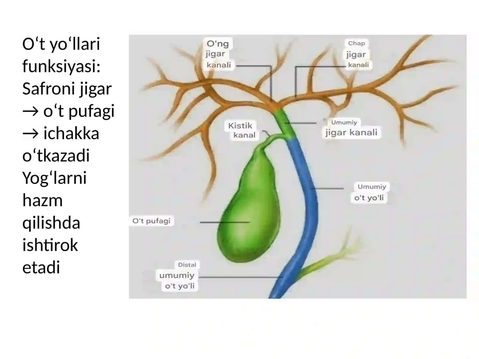 Jigar kasalliklari. O‘t-tosh kasalligi 3
