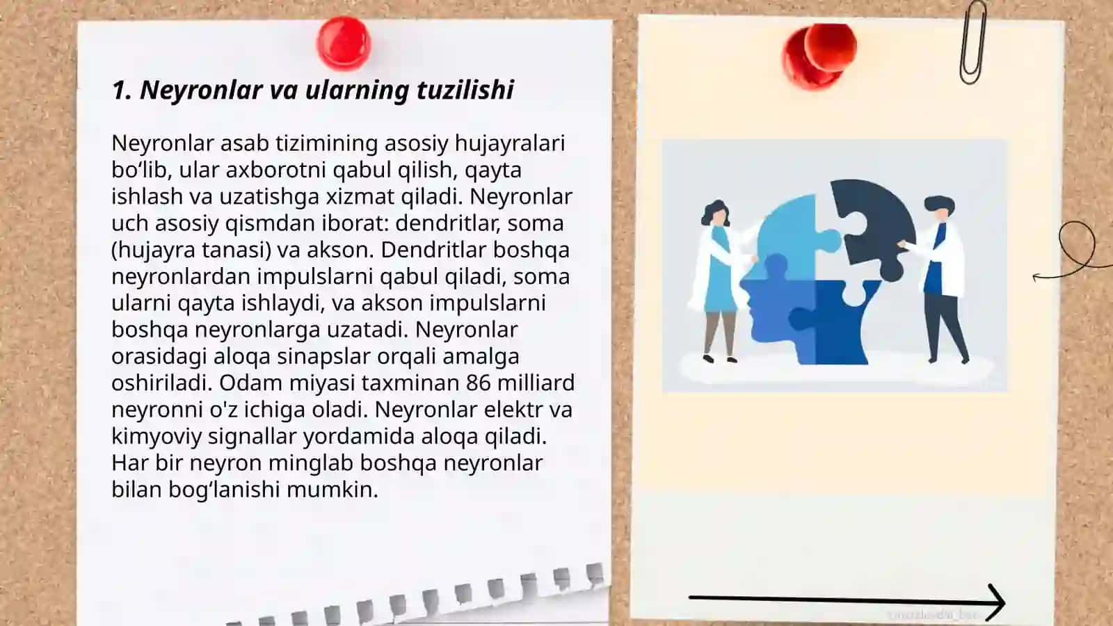 Xulq-atvorning nerv-fiziologik asoslari 3