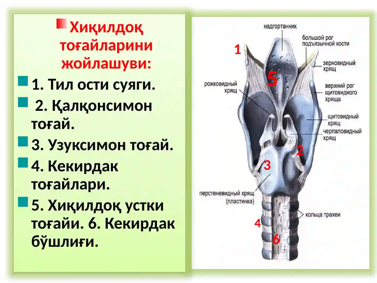 ХИҚИЛДОҚНИКЛИНИК АНАТОМИЯСИ.ХИҚИЛДОҚНИЎТКИР ВА СУРУНКАЛИ КАСАЛЛИКЛАРИ 3