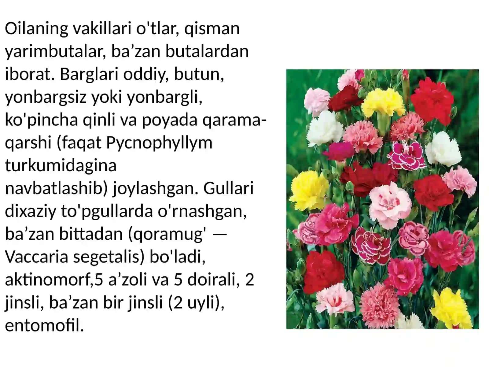 Chinniguldoshlar oilasi 3