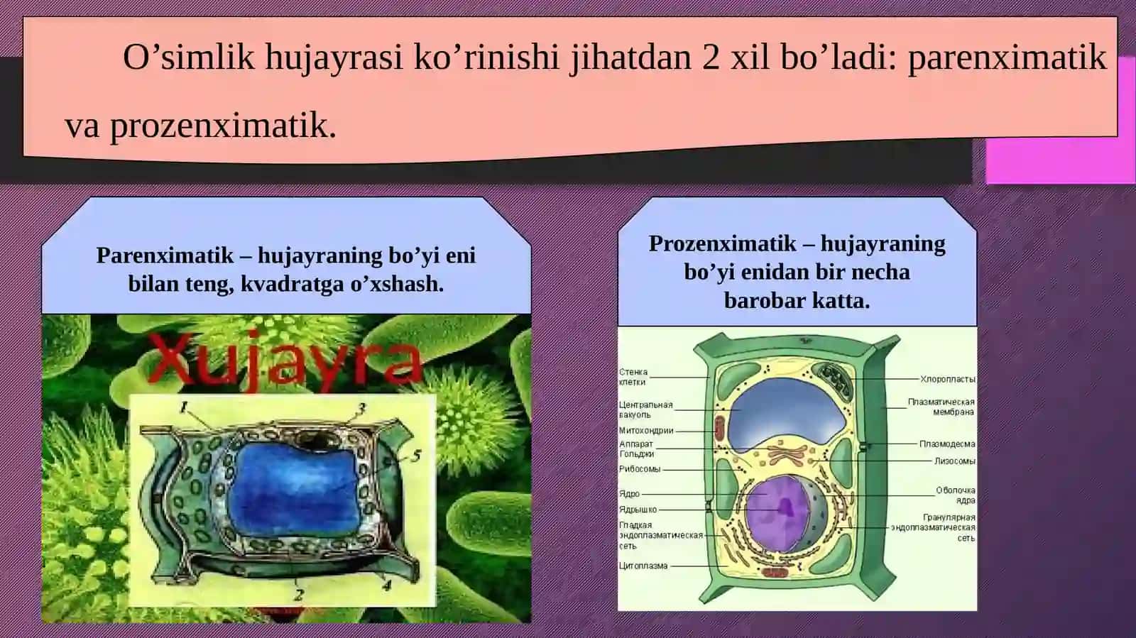 5-sinf Botanika fanidan dars ishlanma. Hujayra - tiriklikning asosi 3