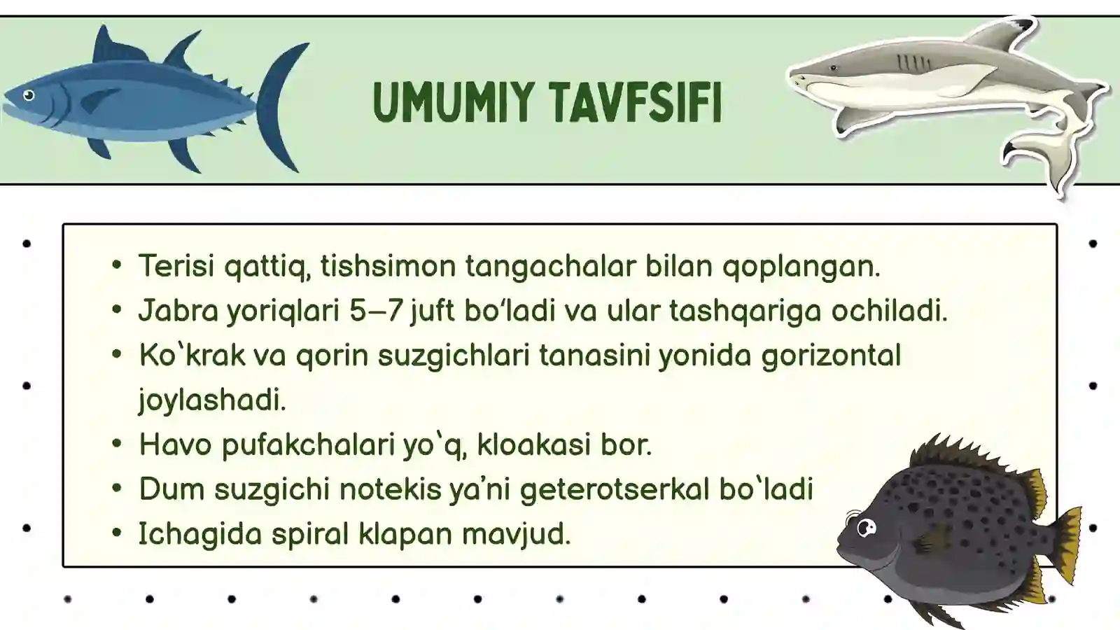Togʻayli baliqlar sinfi taqdimoti 3