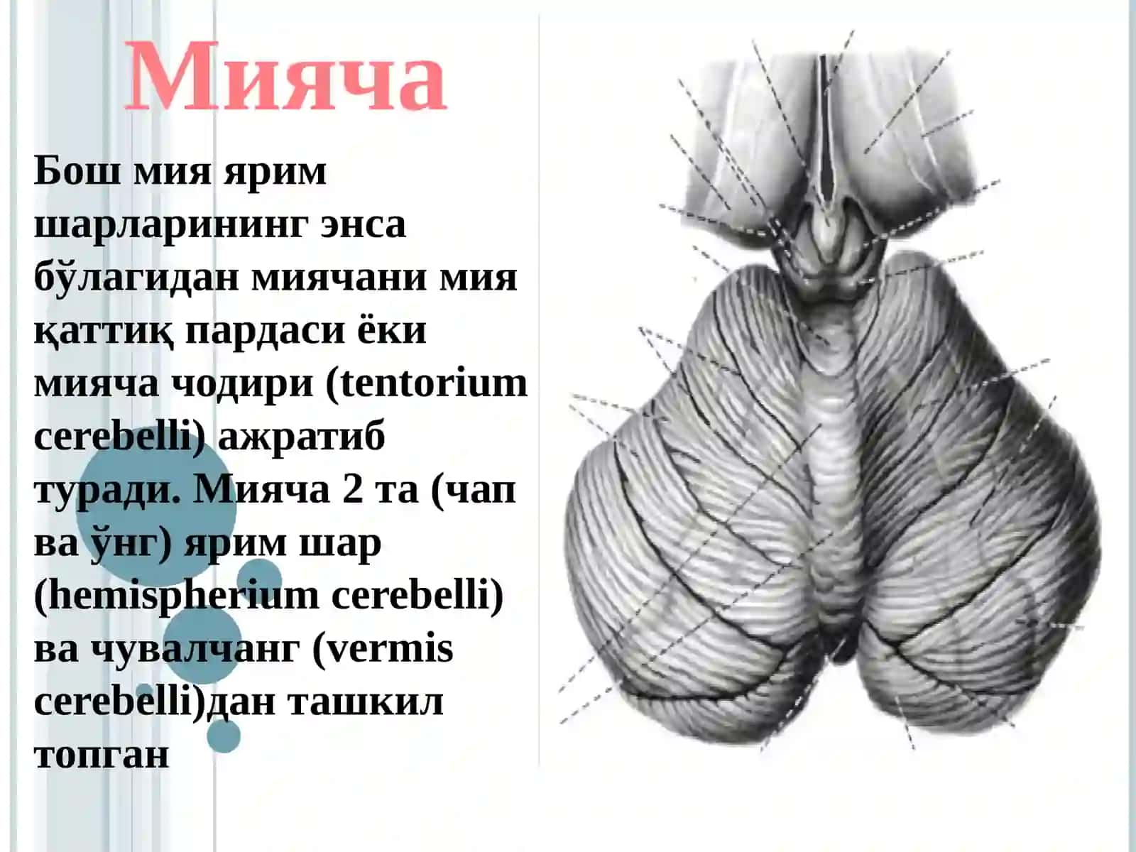Мияча 3
