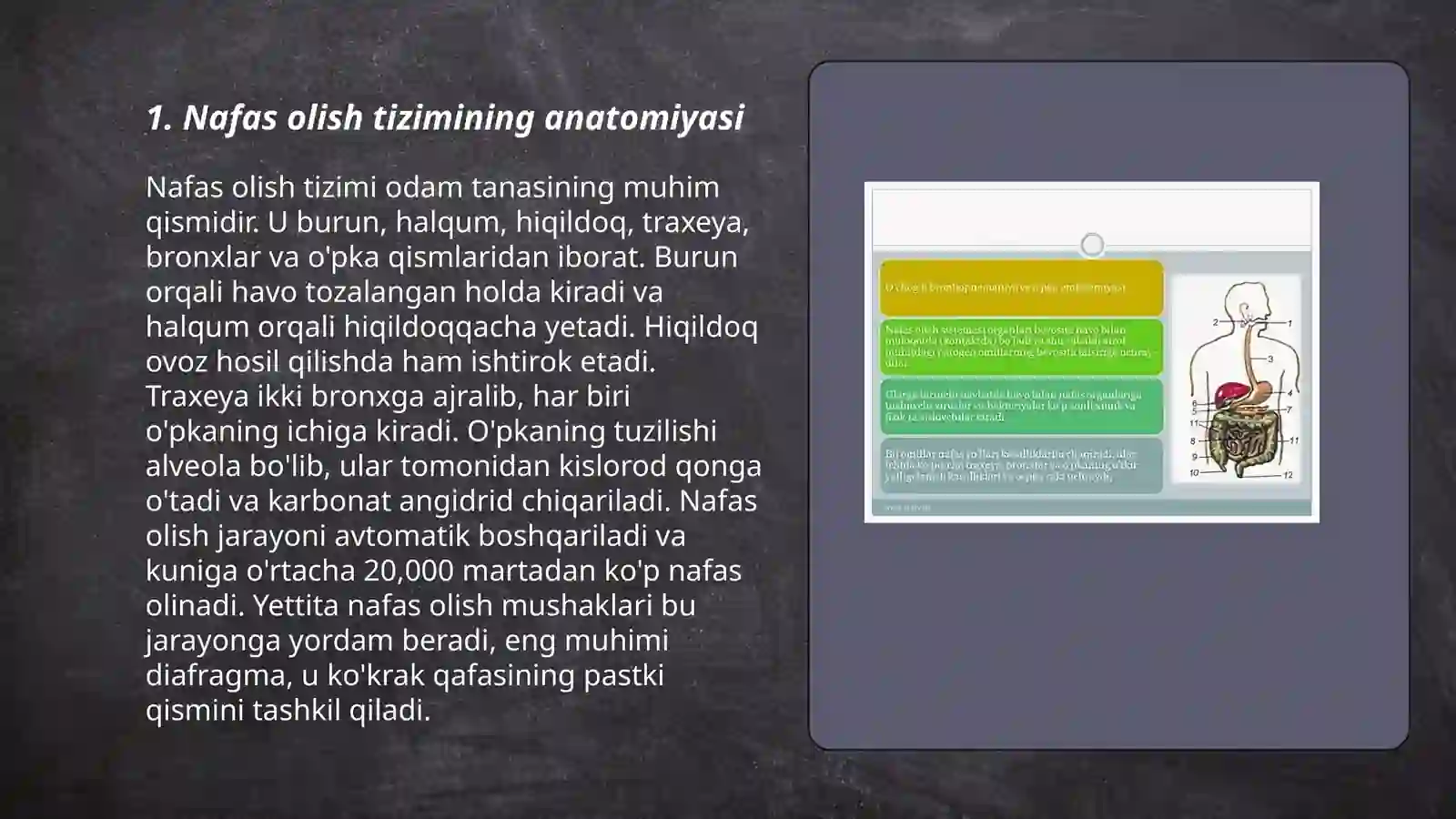 Nafas olish tizimi 3